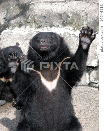 Asian black bears Asian black bears 14644118