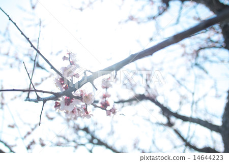 Sakura and branch 14644223