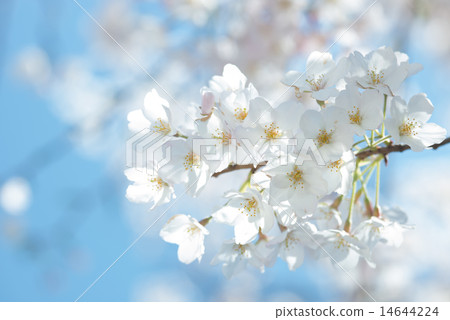 Sakura and the blue sky 14644224