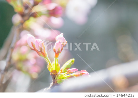 櫻花的萌芽 櫻花的萌芽 14644232