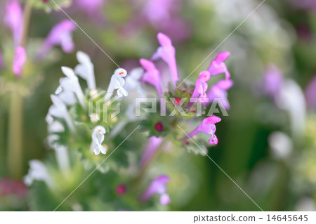 早春的Hotokenoza 早春的Hotokenoza 14645645