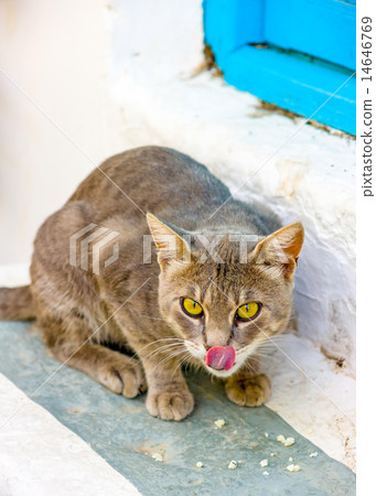 cat in Amorgos island in Greece cat in Amorgos island in Greece 14646769
