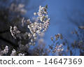 Sakura 14647369