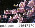 Sakura 14647370