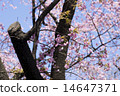 Sakura 14647371
