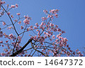 Sakura 14647372