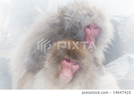 Osasu warming in a hot spring snow monkey japan 14647428