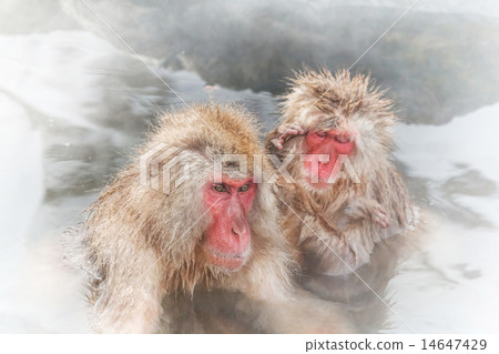 Osaru going into a hot spring snow monkey japan 14647429