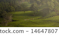 tea plantation 14647807