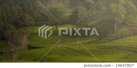 tea plantation 14647807