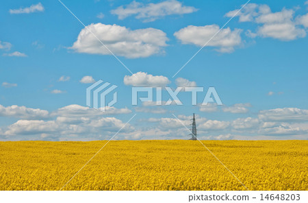field of rapeseed 14648203