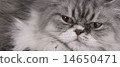 a cat 14650471