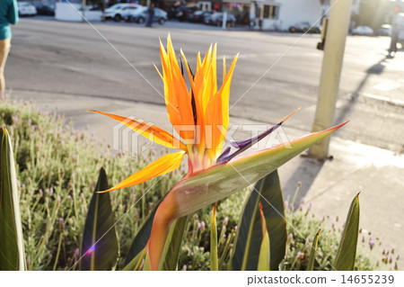 Gokurakutsuka California USA 14655239