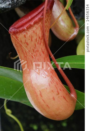 食蟲植物 14656354