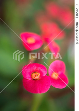 Crown of thorns flowers 14656495