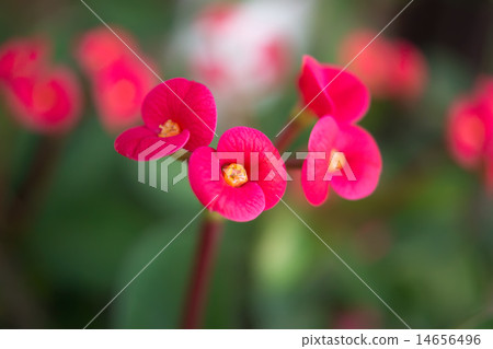 Crown of thorns flowers 14656496