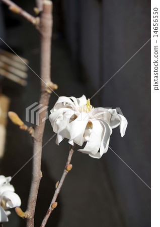 白花公主Kobushi花 14656550