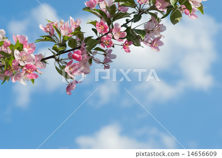 apple flowers apple flowers 14656609