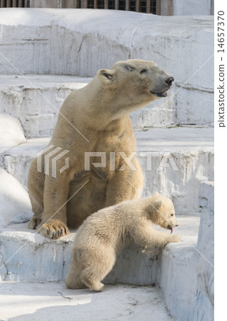 Parent and child of polar bear 14657370