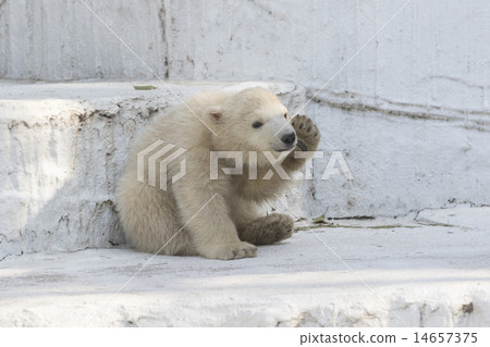 Polar bear baby 14657375