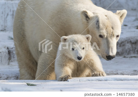 Parent and child of polar bear 14657380
