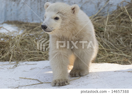 Polar bear baby 14657388