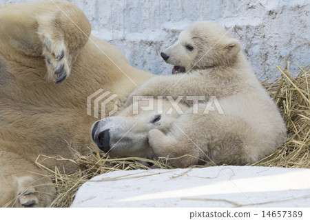 Parent and child of Polar bear 14657389