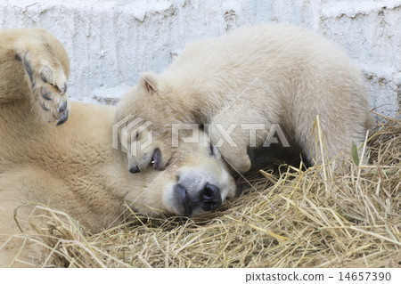 北極熊的父母和孩子 14657390