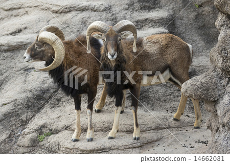 Two Mufflons 14662081