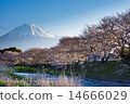 櫻花和富士山 14666029