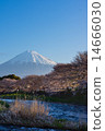 櫻花和富士山 14666030