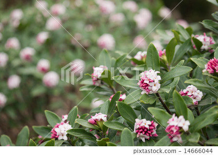 Zinbo gauze 14666044