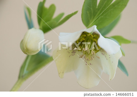 Christmas rose Christmas rose 14666051