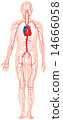 Human blood vessel diagram 14666058