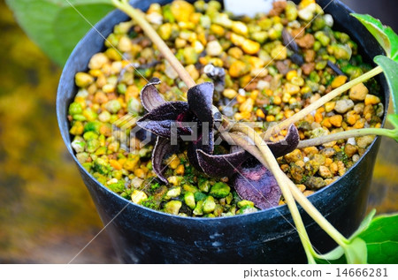 稀有物種Nataidorakanoei（Natoriji寺） 14666281