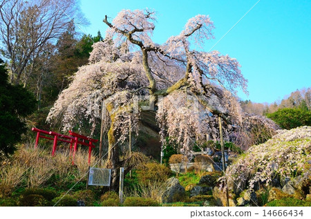 在Gogyeonji寺哭泣的櫻花 在Gogyeonji寺哭泣的櫻花 14666434