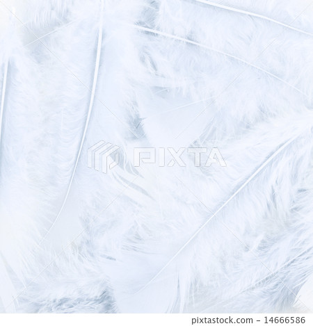 White feathers composition White feathers composition 14666586