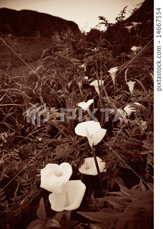 Lily Valley Big Sur 14667554