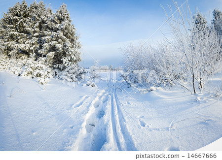 Russian winter forest in snow 14667666