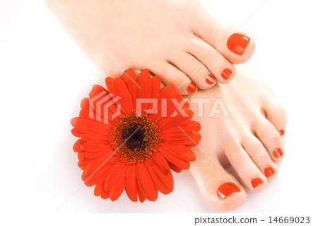 beautiful red manicured nails with gerbera 14669023