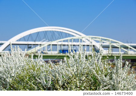 White flower of Sawayanagi in Kawahara and Goshiki Sakura Ohashi 14673400