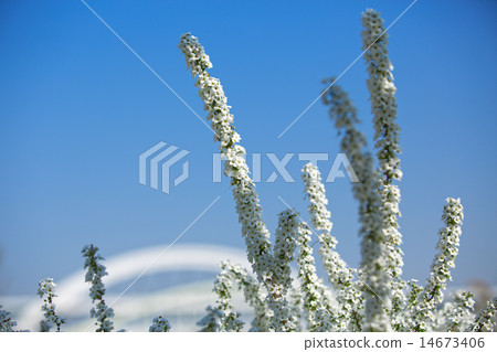 Sawayanagi白花在Kawahara和Goshiki Sakura Ohashi Sawayanagi白花在Kawahara和Goshiki Sakura Ohashi 14673406