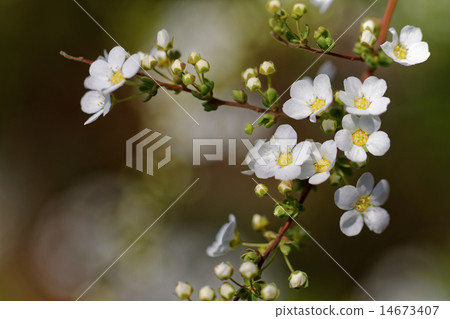 白色小雪花的花和芽在都市農業公園 白色小雪花的花和芽在都市農業公園 14673407