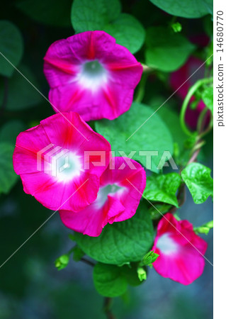 早晨光澤紅色花 早晨光澤紅色花 14680770