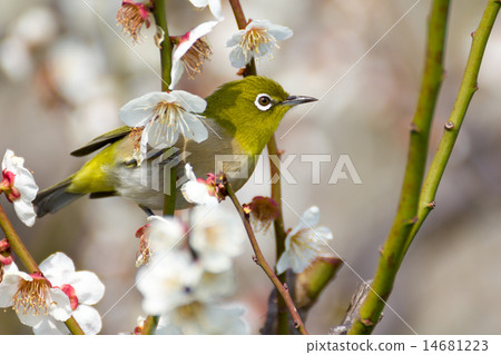 在白色李子的Mejiro 14681223
