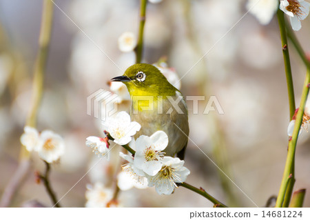 在白色李子的Mejiro 14681224