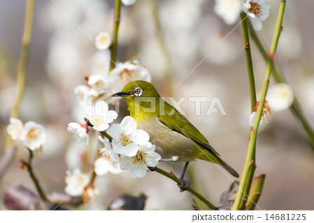 Mejiro on white plum Mejiro on white plum 14681225