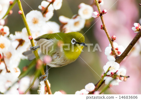 在白色李子的Mejiro 在白色李子的Mejiro 14683606