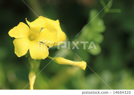 黃色okibana牛竹子的花和芽 黃色okibana牛竹子的花和芽 14684320