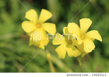 Flowers and buds of yellow okibana cattle bamboo Flowers and buds of yellow okibana cattle bamboo 14684321